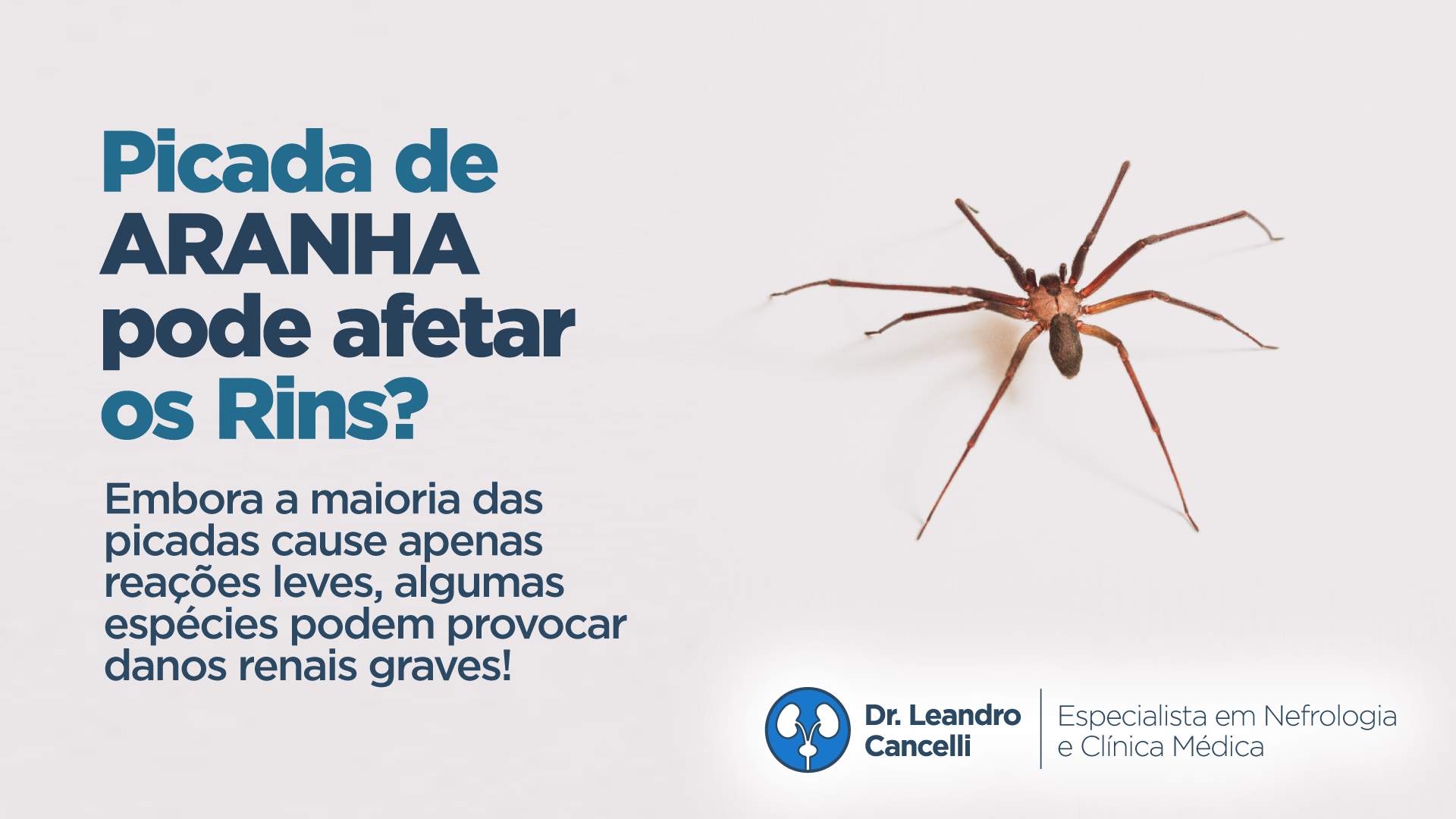 Picada de Aranha e a Saúde dos Rins: O que Você Precisa Saber