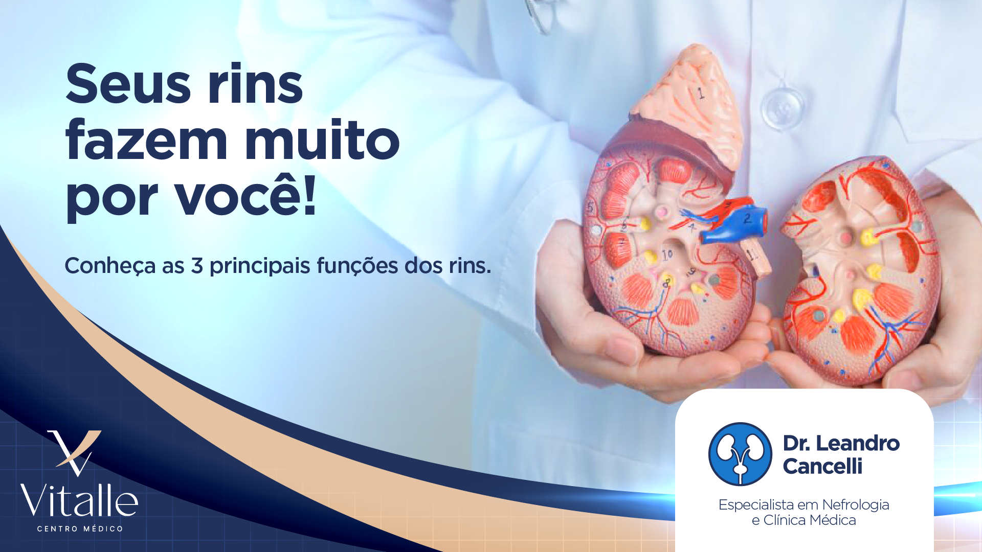 As 3 principais funções dos Rins e por que você deve cuidar deles